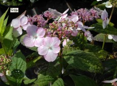 Hydrangea serrata acuminata / 'Intermedia' -Tellerhortensie-