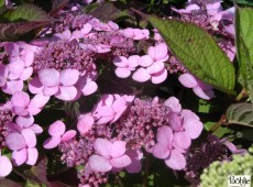 Hydrangea serrata var. koreana -Tellerhortensie-