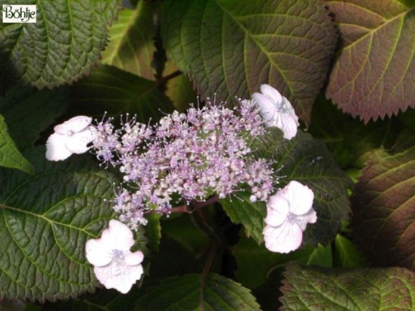 Hydrangea serrata var. yesoensis -Tellerhortensie-