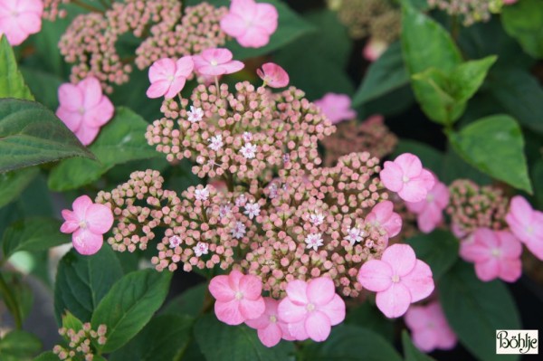 Hydrangea serrata var. oamacha