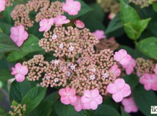 Hydrangea serrata var. oamacha