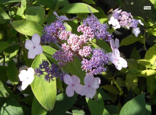 Hydrangea aspera 'Spinners' (villosa 'Spinners') -rauhblättrige Hortensie-