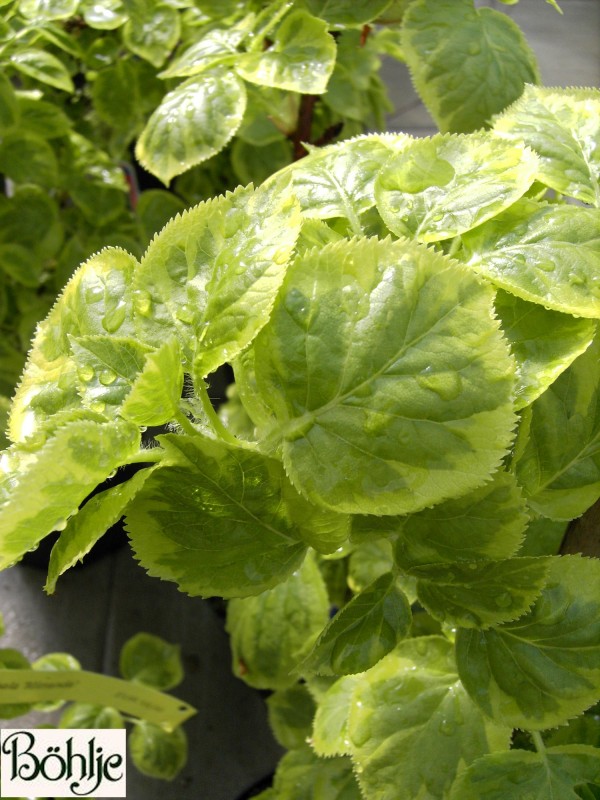 Hydrangea anomala ssp. petiolaris 'Miranda' -R-