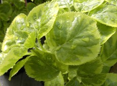 Hydrangea anomala ssp. petiolaris 'Miranda' -R-