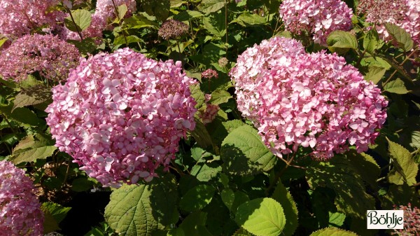 Hydrangea arborescens 'Candybelle Bubblegum'