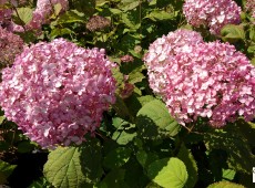 Hydrangea arborescens 'Candybelle Bubblegum'