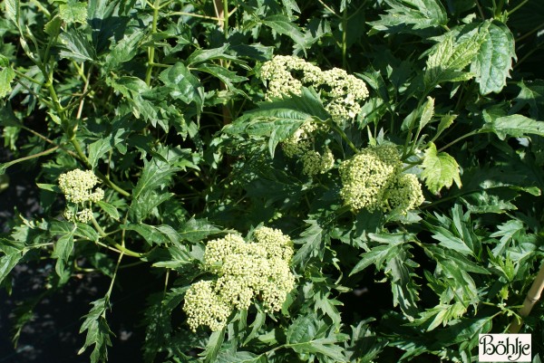 Hydrangea arborescens 'Emerald Lace'