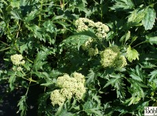 Hydrangea arborescens 'Emerald Lace'