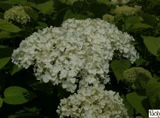 Hydrangea arborescens 'White Ball'