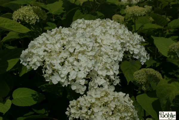Hydrangea arborescens 'White Ball'