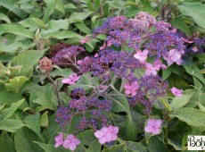 Hydrangea aspera 'Böhlje's Select'