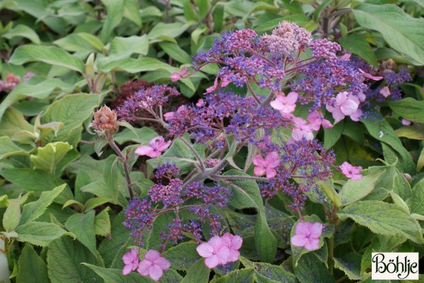 Hydrangea aspera 'Böhlje's Select'