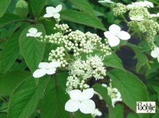 Hydrangea heteromalla