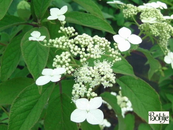 Hydrangea heteromalla