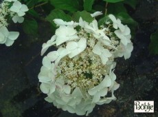 Hydrangea heteromalla 'Crug Farm'