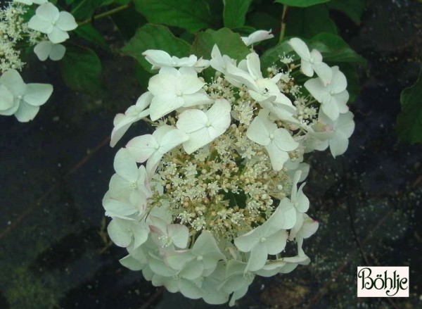 Hydrangea heteromalla 'Crug Farm'