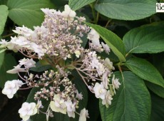 Hydrangea involucrata 'Hanabi Tama'