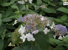 Hydrangea involucrata 'Late Love'