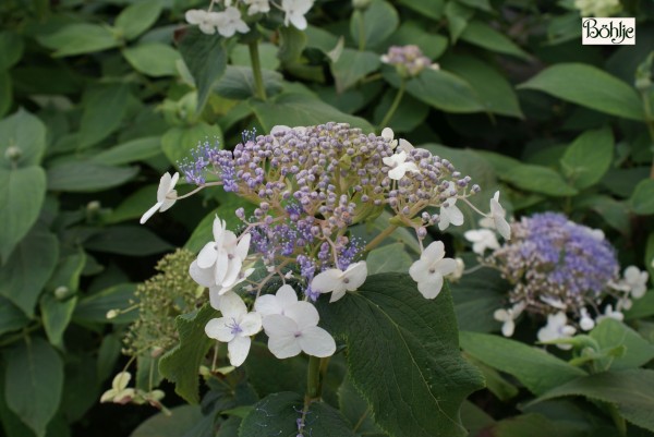 Hydrangea involucrata 'Late Love'