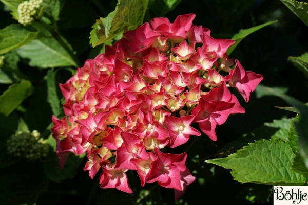 Hydrangea macrophylla 'Alpenglühen' -Bauernhortensie-