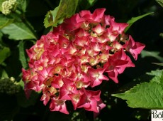 Hydrangea macrophylla 'Alpenglühen' -Bauernhortensie-