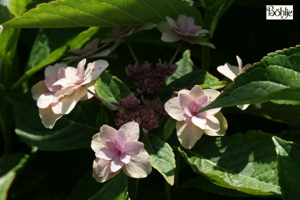Hydrangea macrophylla 'Etoile Violette' -Bauernhortensie-