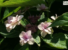 Hydrangea macrophylla 'Etoile Violette' -Bauernhortensie-