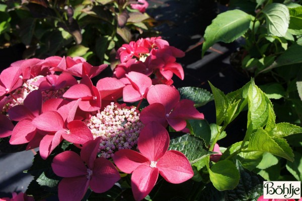 Hydrangea macrophylla 'Fasan' -Bauernhortensie-