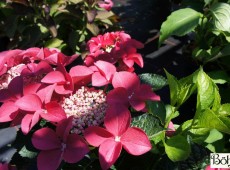 Hydrangea macrophylla 'Fasan' -Bauernhortensie-