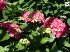 Hydrangea macrophylla 'Freudenstein' -Bauernhortensie-