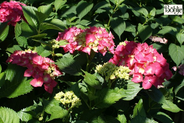 Hydrangea macrophylla 'Freudenstein' -Bauernhortensie-