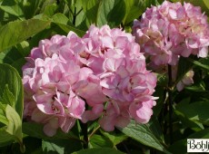 Hydrangea macrophylla 'Nigra' 