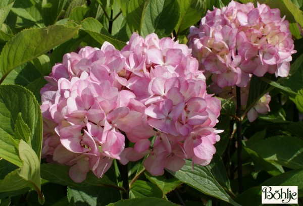 Hydrangea macrophylla 'Nigra' 