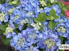 Hydrangea macrophylla 'Teller Blue'