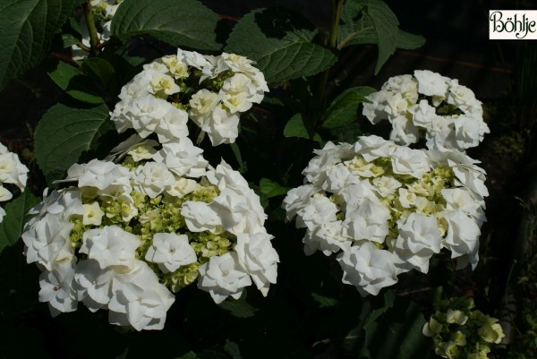 Hydrangea macrophylla 'Wedding Gown'