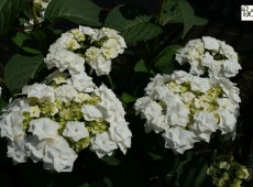 Hydrangea macrophylla 'Wedding Gown'