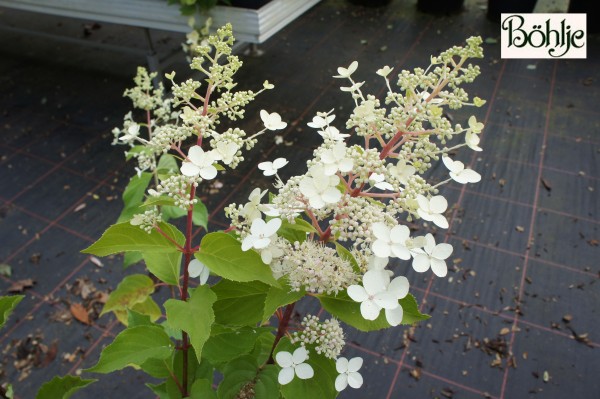 Hydrangea paniculata 'Big Ben'