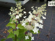 Hydrangea paniculata 'Big Ben'