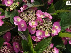 Hydrangea serrata 'Cotton Candy' ® -Tellerhortensie-