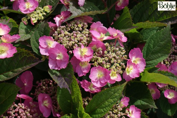 Hydrangea serrata 'Cotton Candy' ® -Tellerhortensie-