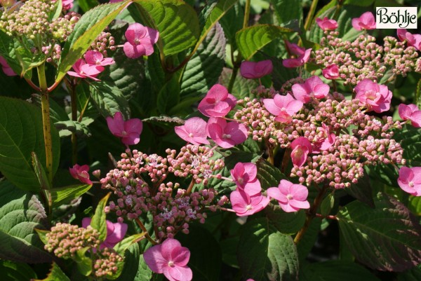 Hydrangea serrata 'Santiago' -Tellerhortensie-