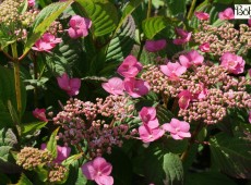 Hydrangea serrata 'Santiago' -Tellerhortensie-