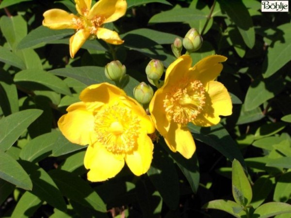 Hypericum 'Hidcote' -Johanniskraut-