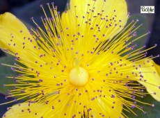 Hypericum calycinum -Johanniskraut-