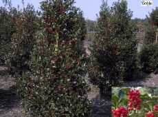 Ilex aquifolium 'Alaska' -Stechpalme-