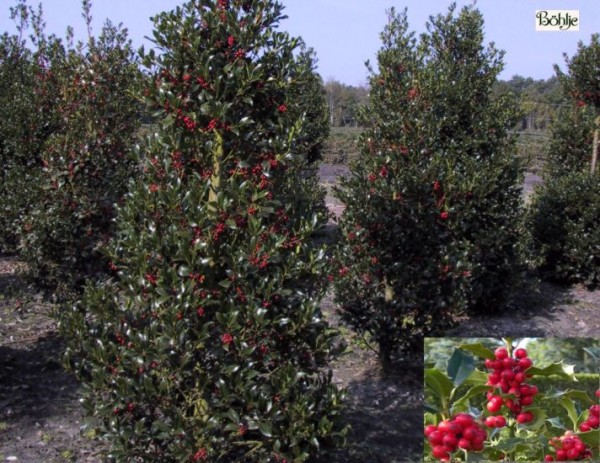 Ilex aquifolium 'Alaska' -Stechpalme-