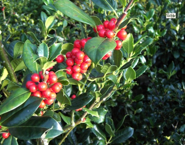 Ilex aquifolium 'J.C. van Tol' -Stechpalme-