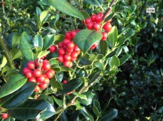 Ilex aquifolium 'J.C. van Tol' -Stechpalme-