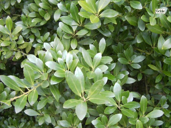 Ilex crenata -japanische Stechpalme-