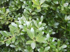 Ilex crenata -japanische Stechpalme-